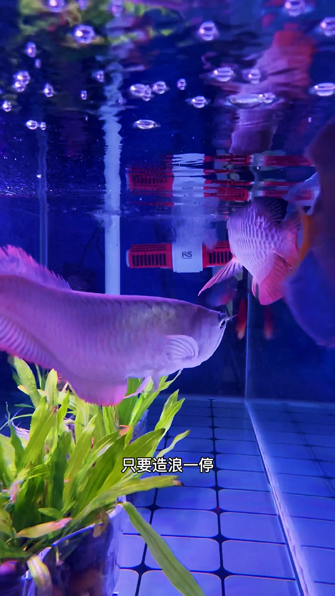 七彩神仙鱼和罗汉鱼金龙银龙大混养,持续一周多了很和平