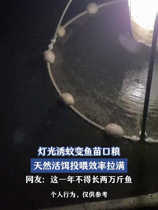 灯光诱蚊变鱼苗口粮,天然活饵投喂效率拉满,网友:这一年不得长两万斤鱼#金榜同行时#