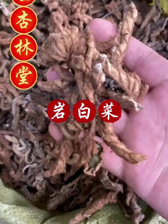 岩白菜的用途和选择,欢迎家人们了解
