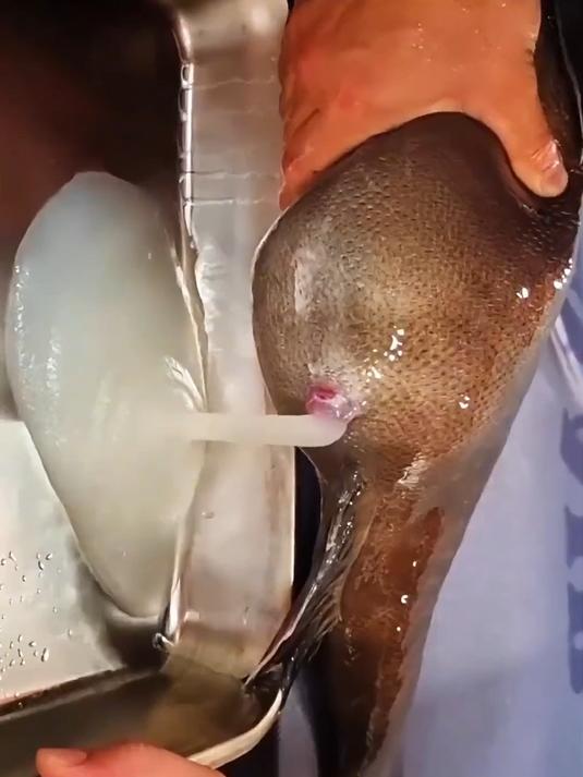 分享各种鱼，你们知道哪些是不能吃的吗