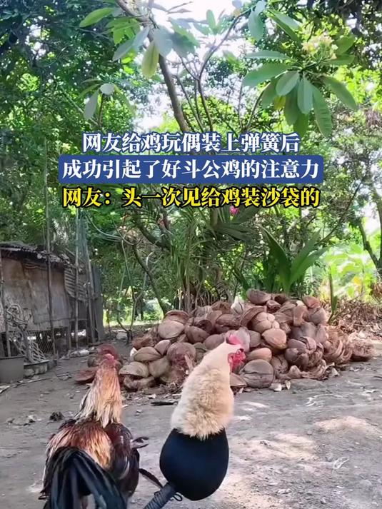 网友给鸡玩偶装上弹簧后,成功引起了好斗公鸡的注意力,网友:头一次见给鸡装沙袋的