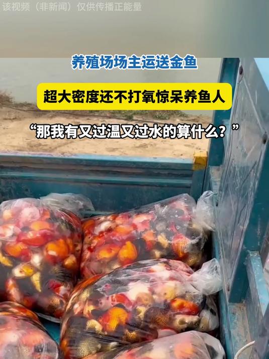 养殖场场主运送金鱼,超大密度装袋,还不打氧惊呆养鱼人!