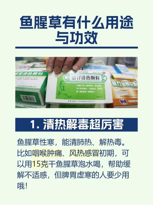 鱼腥草有什么用途与功效