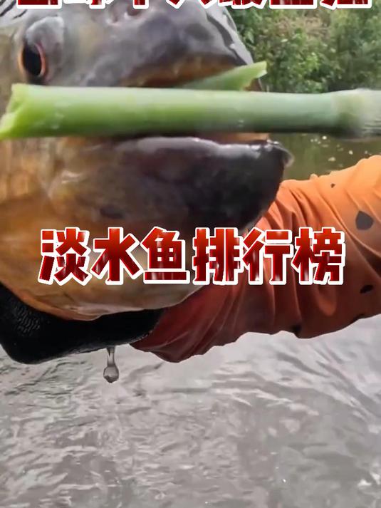 全球十大最凶猛淡水鱼排行榜