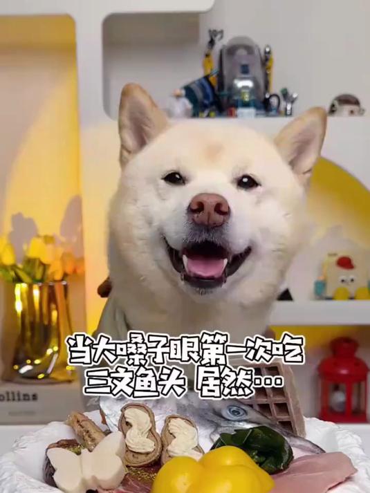 当大嗓子眼第一次吃三文鱼头居然！