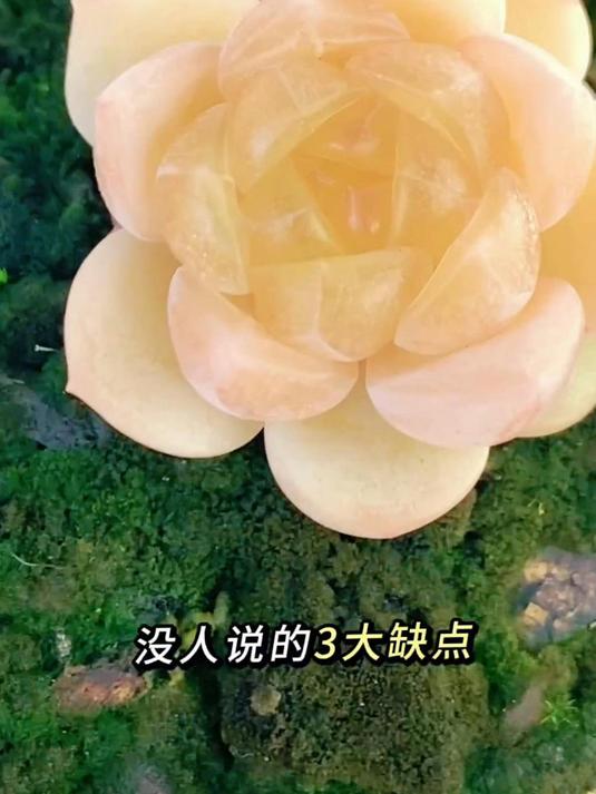 糖心多肉三大“缺点”