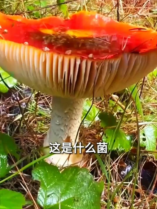 带你认识14种菌子,你捡过什么菌呢?