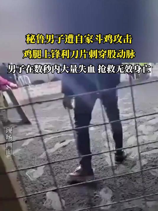 秘鲁男子遭自家斗鸡攻击,鸡腿上锋利刀片刺穿股动脉,男子在数秒