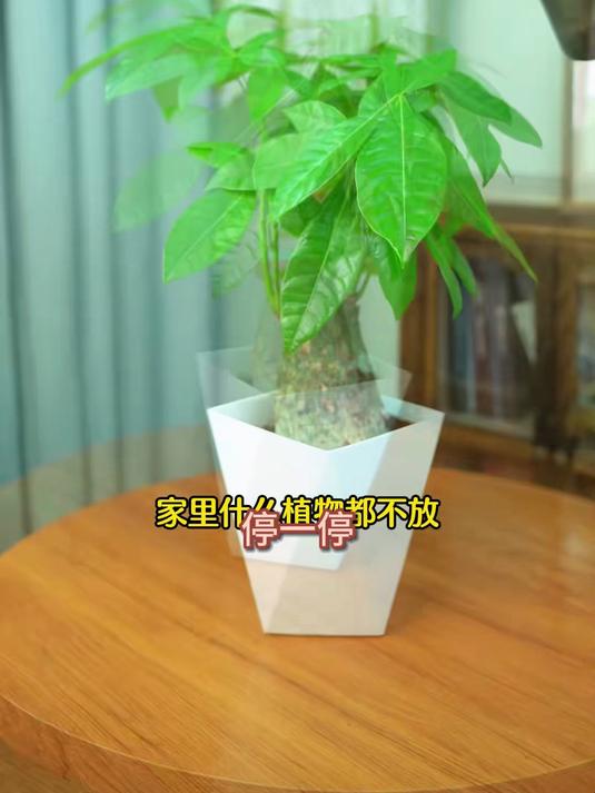 迷你桌面发财树盆栽,15cm微景观设计,电脑族护眼绿植推荐