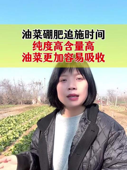 油菜啥时追硼肥?追好产量高!实用技巧分享