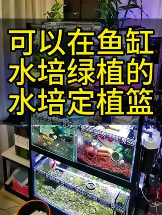 新年鱼缸水培富贵竹 净化水质寓意佳 养鱼必备
