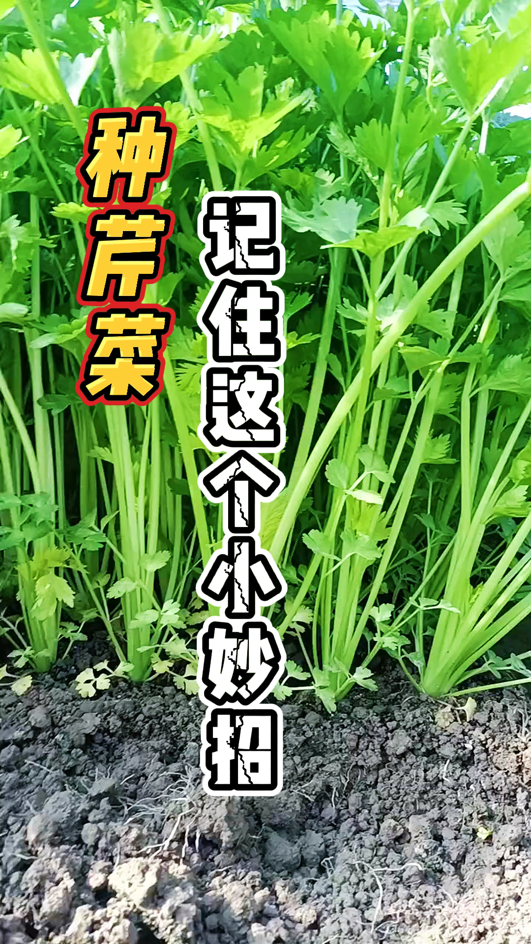 种芹菜施什么肥好?芹菜施肥小妙招