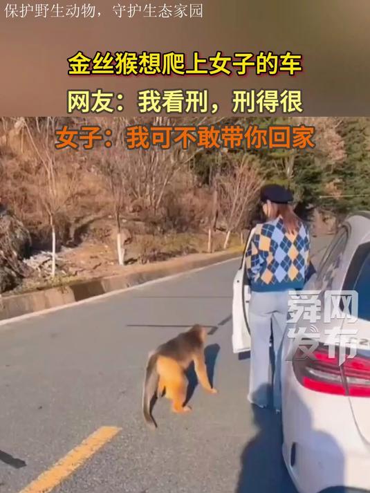 金丝猴想爬上女子的车,网友:我看刑,刑得很,女子:我可不敢带你回家