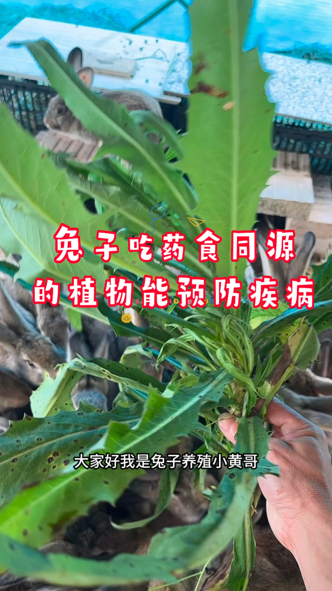 兔子吃药食同源的植物能预防疾病