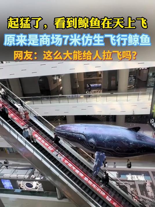 起猛了,看到鲸鱼在天上飞,原来是商场7米仿生飞行鲸鱼