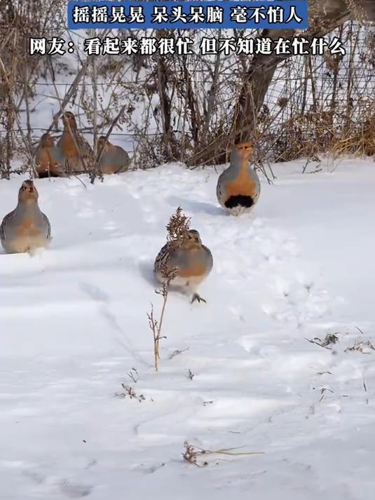 网友在呼伦贝尔拍下一群野生沙半鸡，摇摇晃晃呆头呆脑毫不怕人