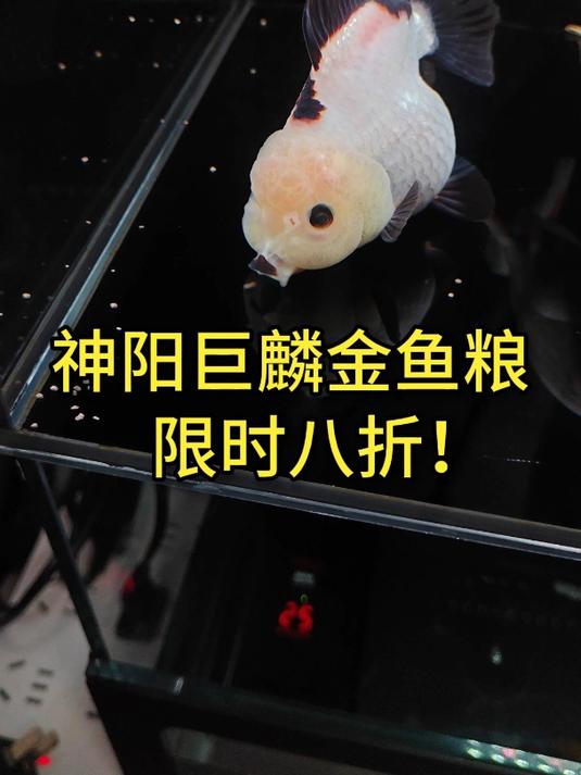 限时八折的神阳巨麟金鱼粮,添加善玉菌,金鱼爱吃,不易生病