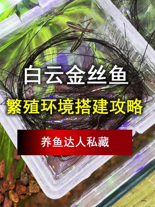 养鱼达人私藏!白云金丝繁殖环境搭建全攻略