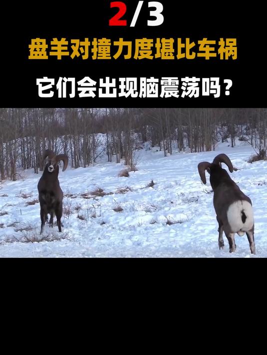 雄性大角羊为了交配,羊角长到戳死自己,这么大的角有什么作用?