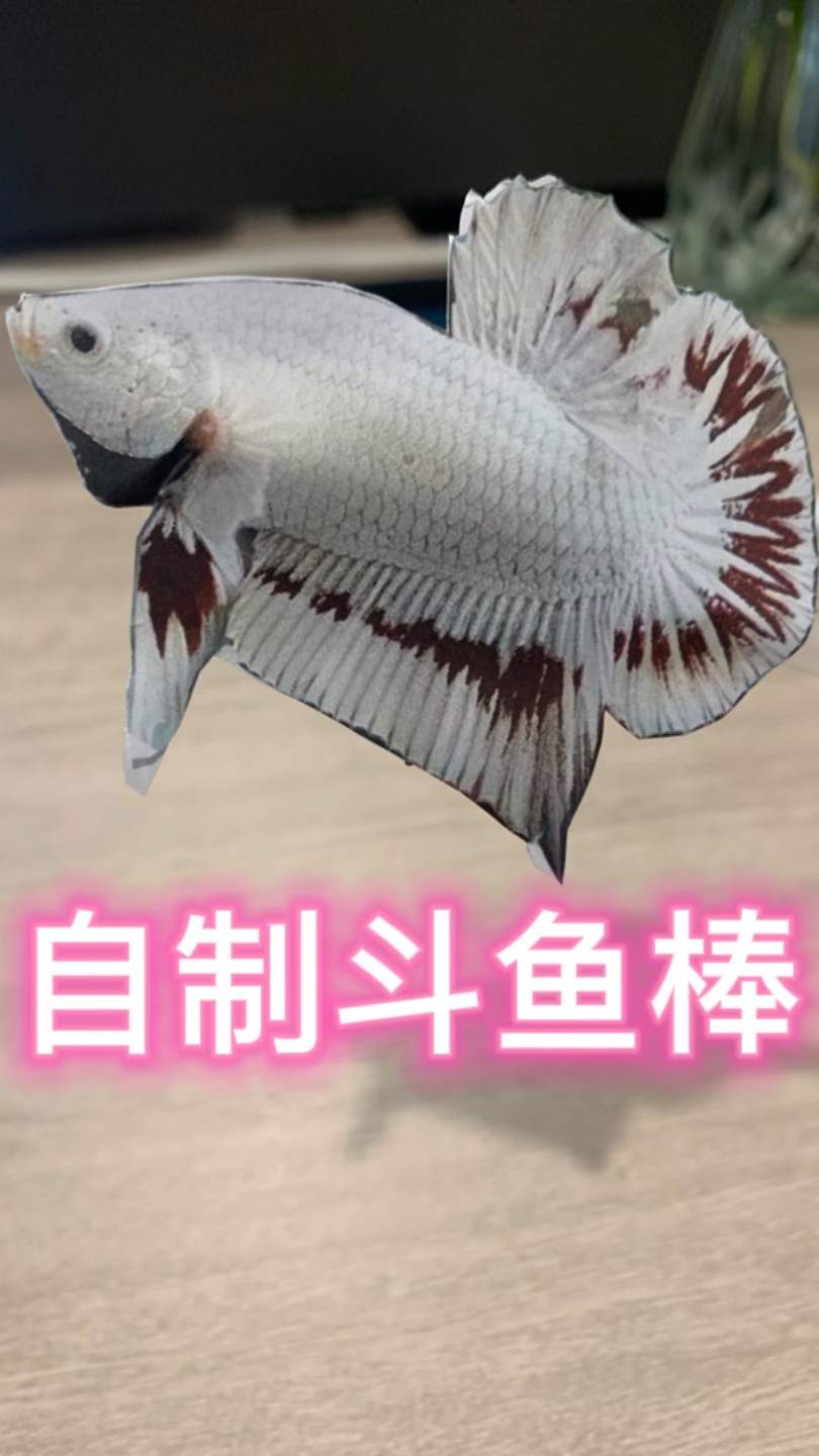 自制一支好用实用斗鱼棒