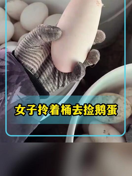 女子拎着桶去捡鹅蛋,结果捡到了一颗特别的鹅蛋