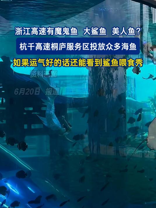 浙江高速有魔鬼鱼 大鲨鱼 美人鱼？杭千高速桐庐服务区投放众多海鱼秀#百城计划#