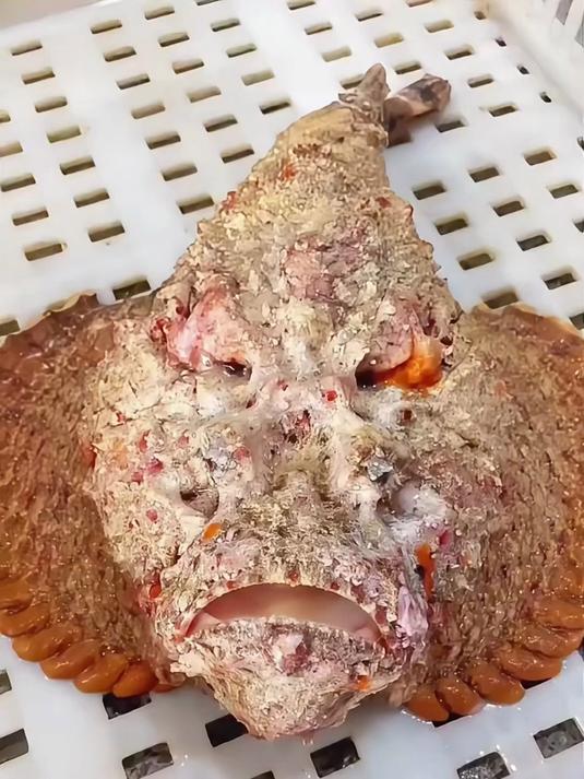 十大毒鱼之一的石头鱼!