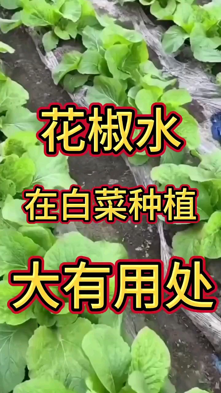 花椒水在白菜种植大有用处 蔬菜种植 农业种植 三农