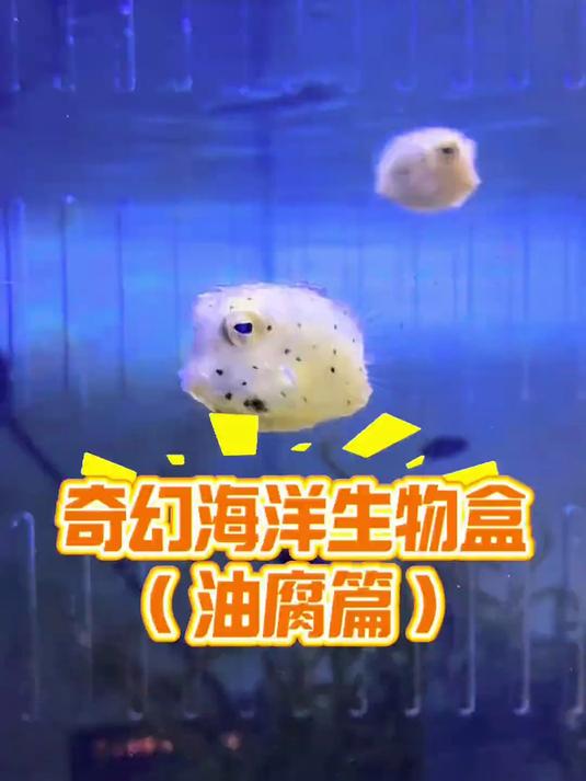 开到什么养什么！这是海绵宝宝里的方块小孩鱼吗？