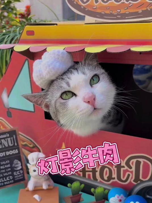 没有人会拒绝一只会做灯影牛肉的猫吧!
