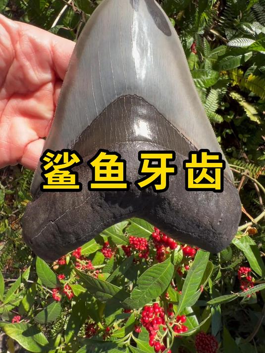 鲨鱼一生要换掉上万颗牙齿!