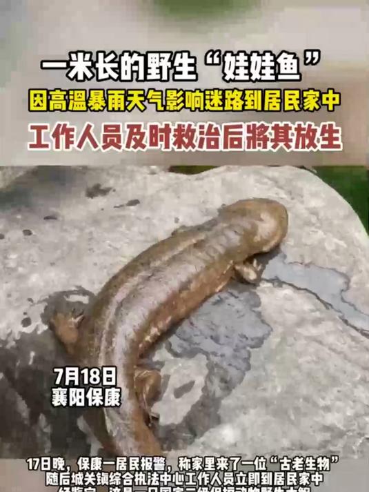 保康成功救助在暴雨里迷路的一米长野生“娃娃鱼”