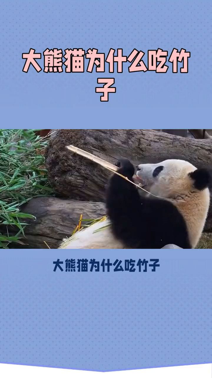 大熊猫为什么喜欢吃竹子?