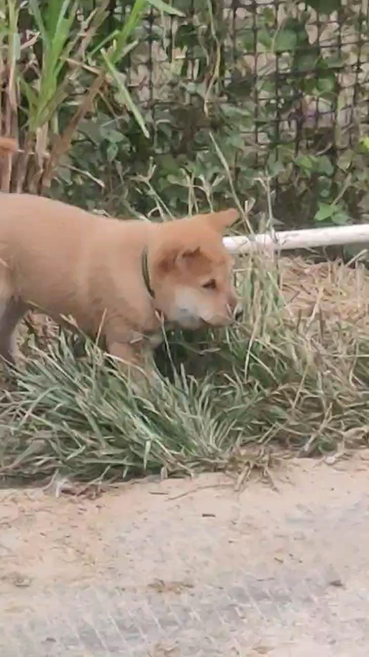 中华田园犬极品小黄狗