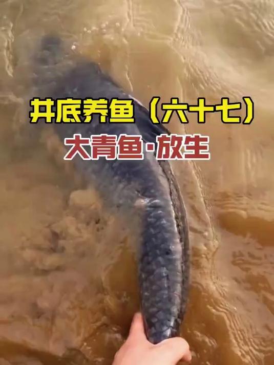 放生井里的二十斤大青鱼！