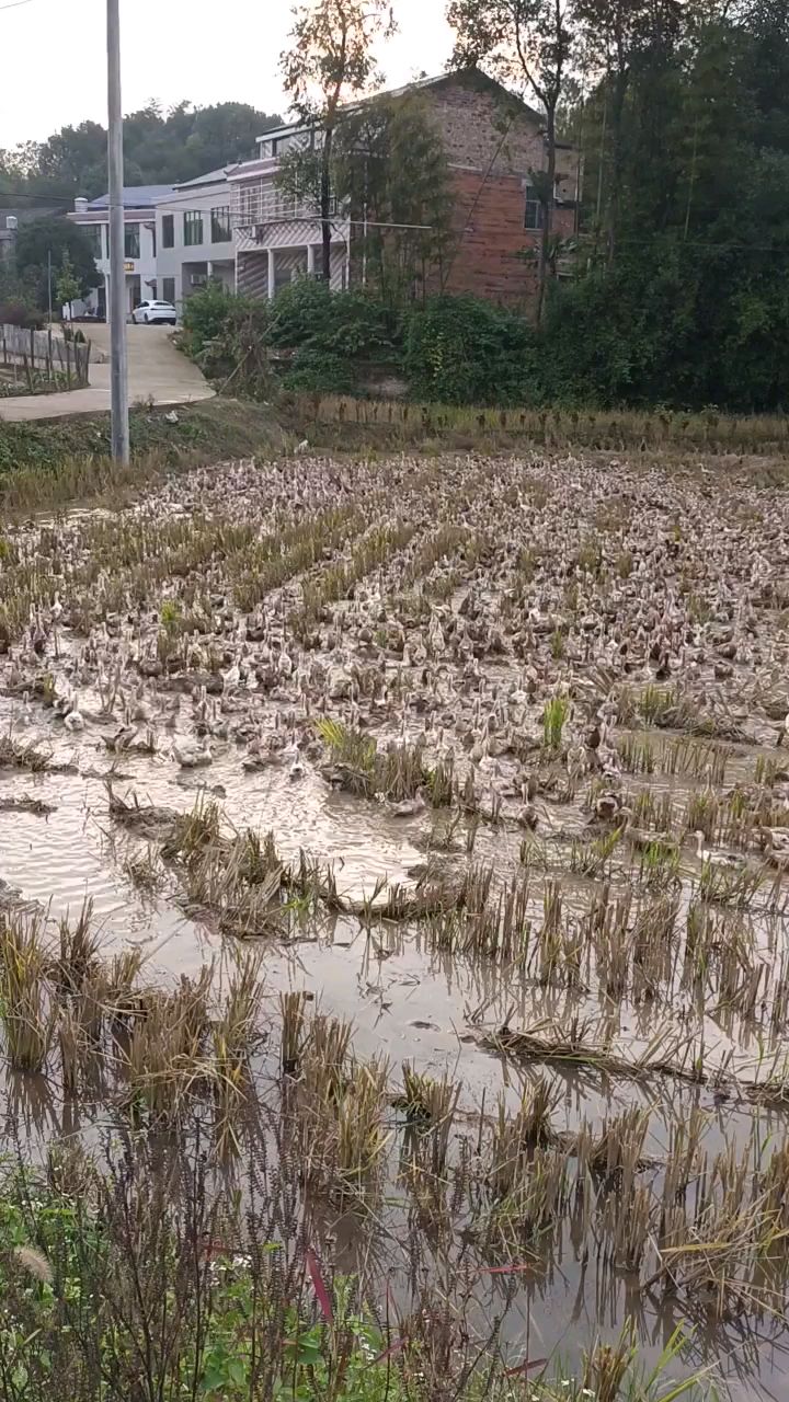 全鸭出击,它们这是上京赶烤吗?