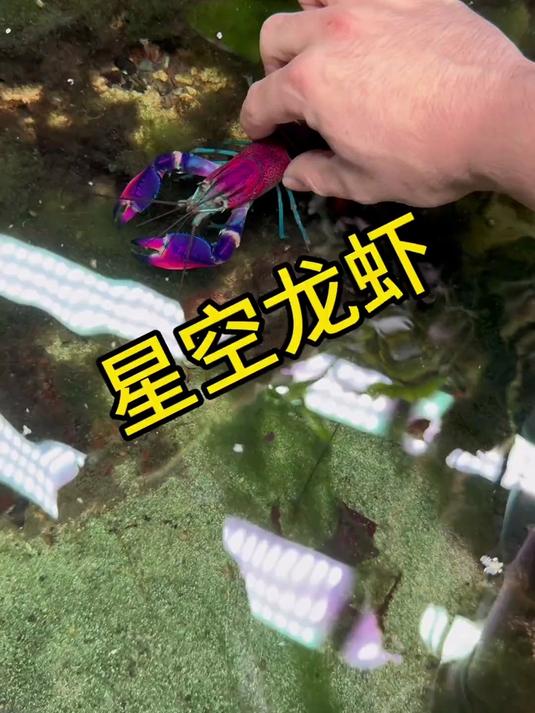 我的神奇龙虾身上竟然有星空~还有德子可爱的怪衣服盲盒