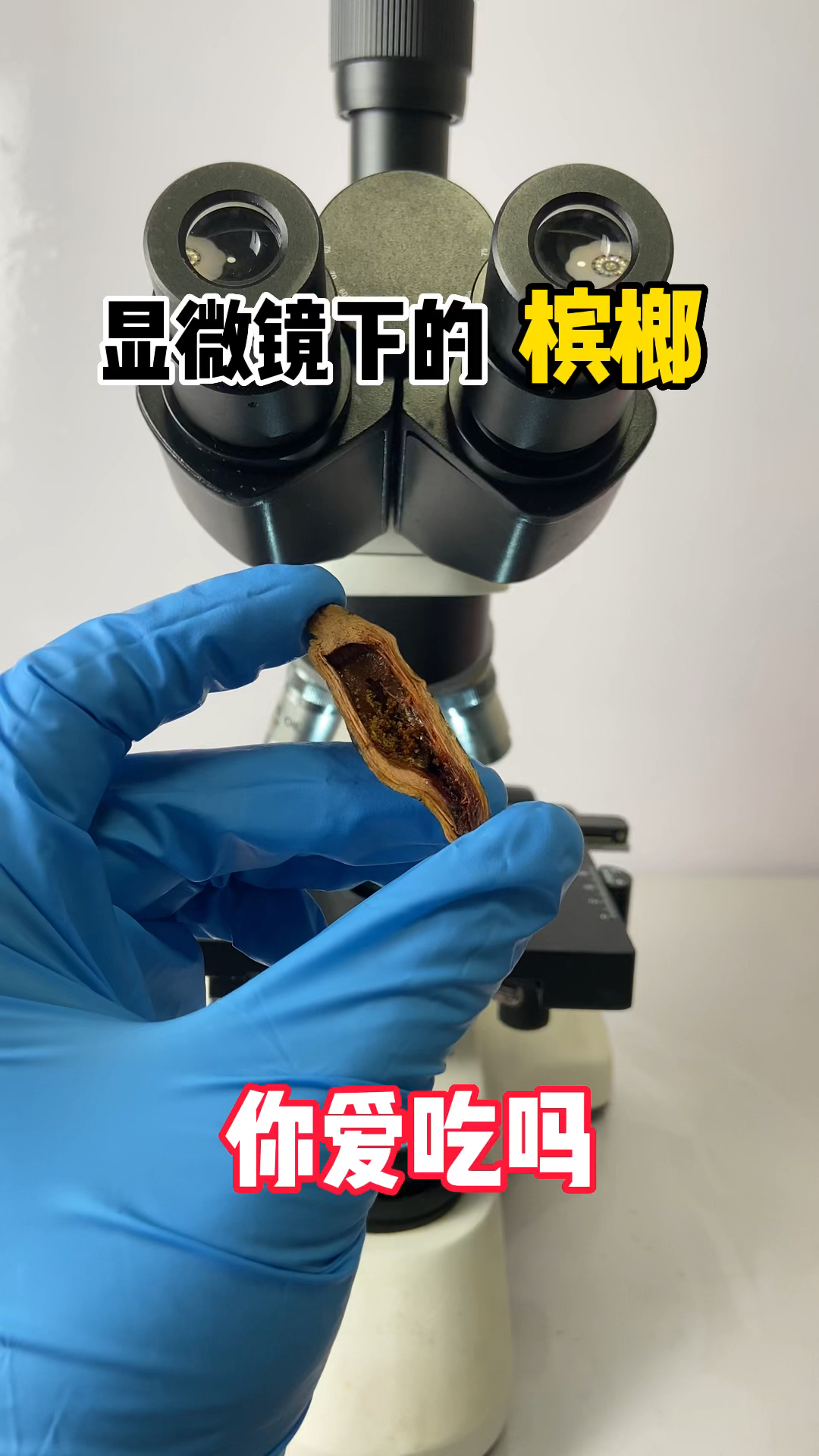 显微镜下的槟榔