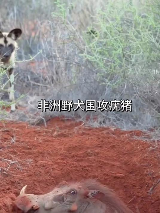 倒霉的疣猪完犊子了,它被非洲最残忍的食肉动物围攻,该如何破局