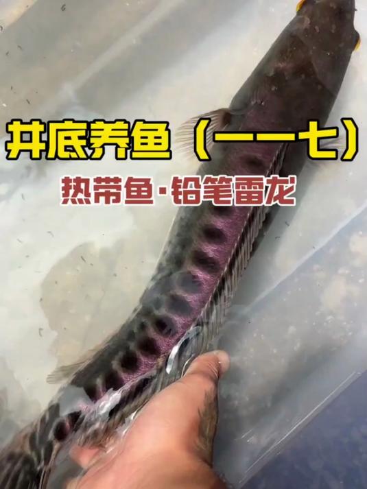 井里养热带鱼，铅笔雷龙！