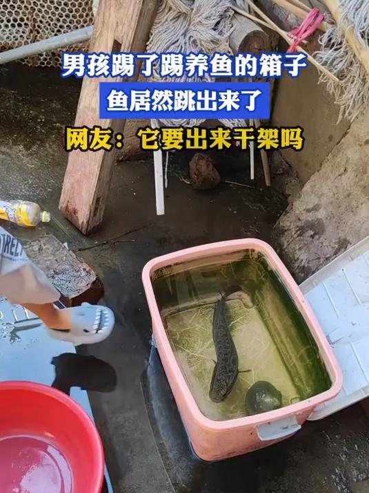 男孩踢了踢养鱼的箱子，鱼居然跳出来了，网友：它要出来干架吗