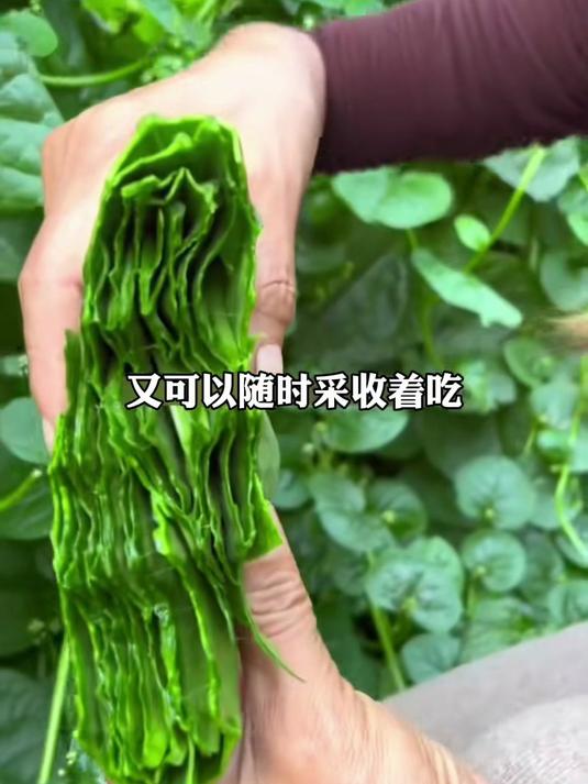 营养超西蓝花3倍,大叶木耳菜苗,补钙铁锌全家补