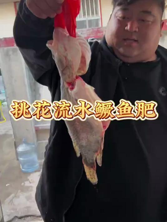 桃花流水鳜鱼肥