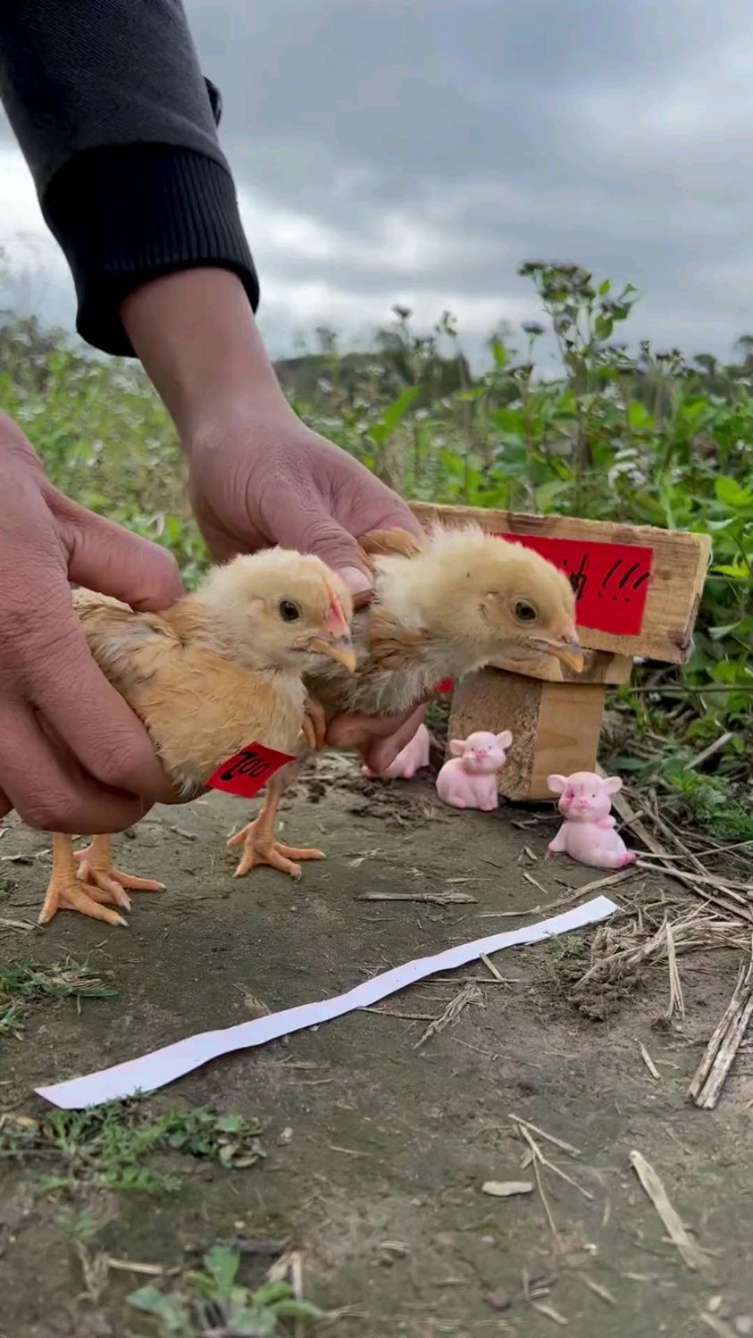 跑步比赛正式开始啦,小黄鸡加油!
