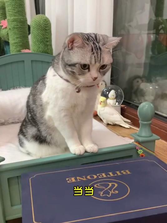 千呼万唤始出来！泡芙的洛丽塔造型上线，萌宠出道计划甜度超标