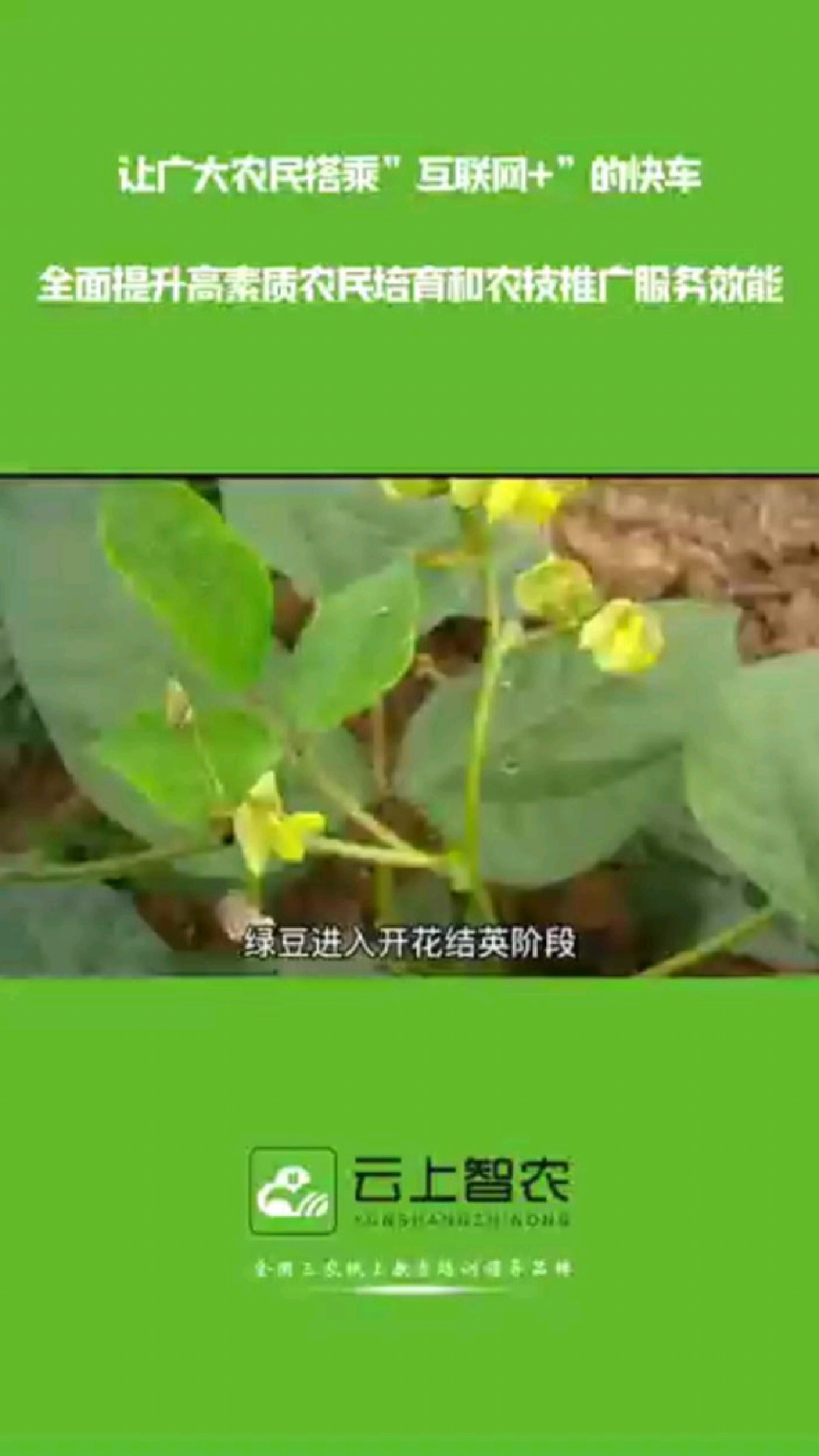 绿豆菌核病如何识别?
