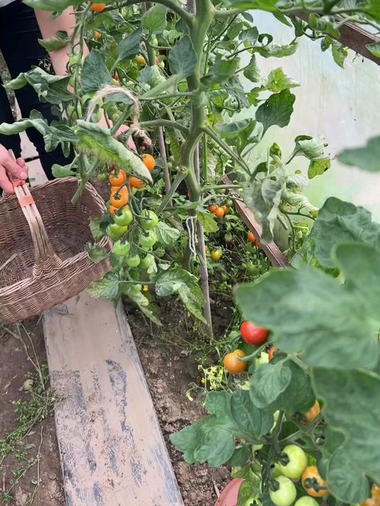 今天丰盛的晚餐都是来自于我的小菜园