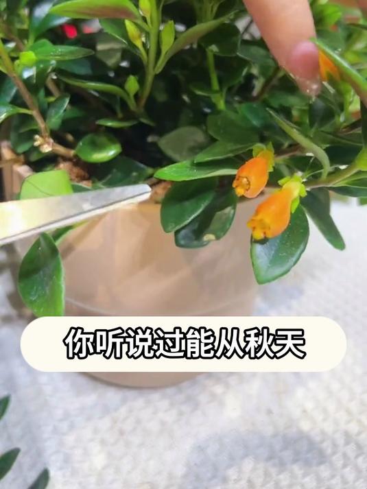 金鱼吊兰又叫金鱼花,开花像小金鱼一样漂亮,灵动又可爱!