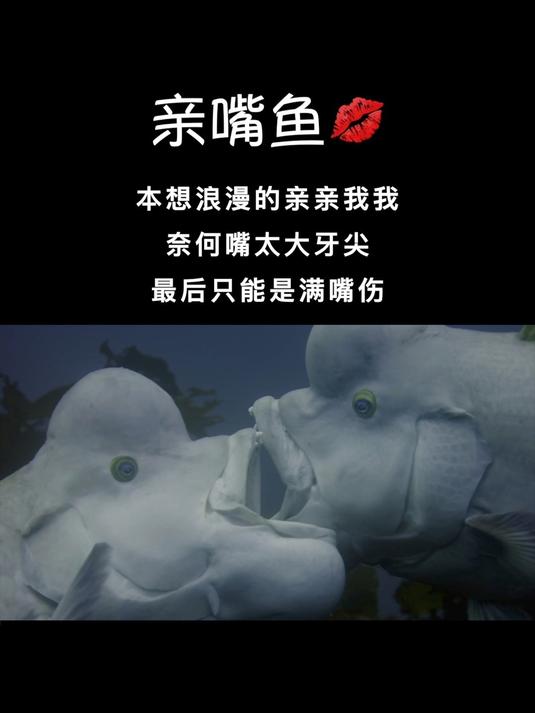 情到深处,人亲嘴,动物也会亲嘴,今天带大家看亲嘴鱼