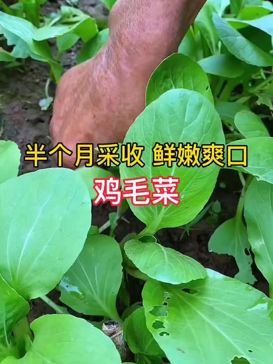 生长期最短的绿叶菜,撒籽就活,鸡毛菜比豆腐还嫩,摘一茬长一茬